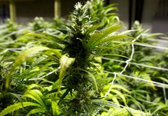 Fact-checking claims about New York’s marijuana laws